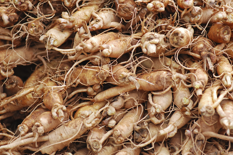 Ginseng 