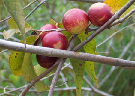 frutto-di-camu-camu