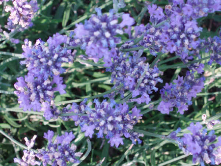 lavanda