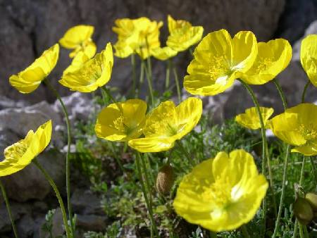 virtu-del-papavero-giallo