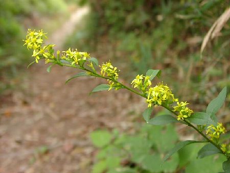 solidago virga aurea