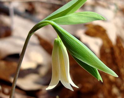 wild oat contro la fame nervosa