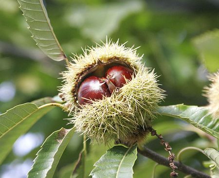 castagne