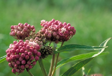 milkweed contro voglia di dolci