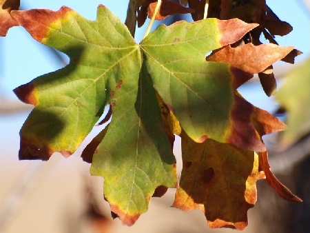 settembre mese della dieta