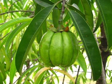 dimagrire con la garcinia cambogia