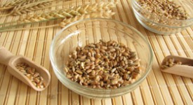 grano di venere