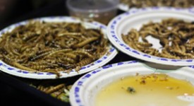 insetti e dieta