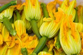 Fiori zucca calorie valori nutrizionali