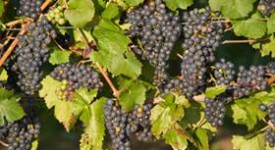 Frutta autunno calorie proprietà