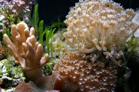 anemone marina contro obesità
