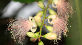 Rimedi naturali facilitano dieta freshwater mangrove