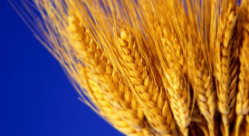Dieta senza glutine
