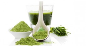 alga spirulina