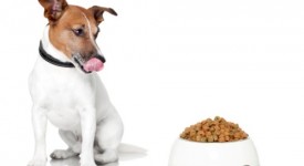 dieta barf animali