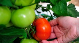 pomodori verdi