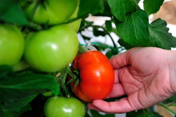 pomodori verdi