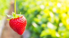 dieta delle fragole