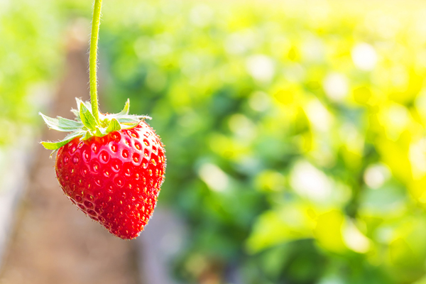 dieta delle fragole