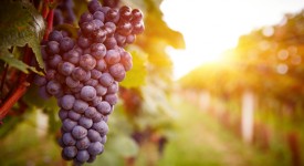 dieta dell'uva