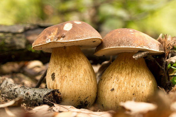 primizie-autunno-funghi