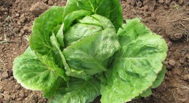 dieta vegetariana nemica dell'ambiente
