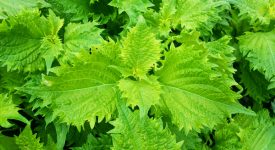 Shiso