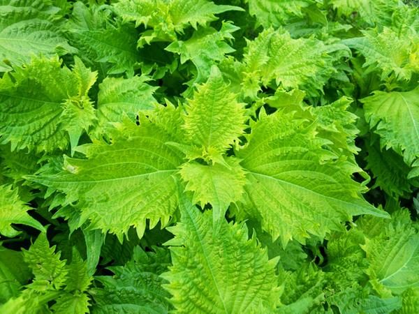 Shiso