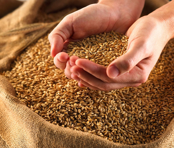 Hands holding wheat