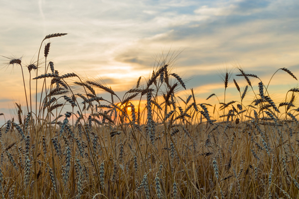 wheat ears on sunset background.