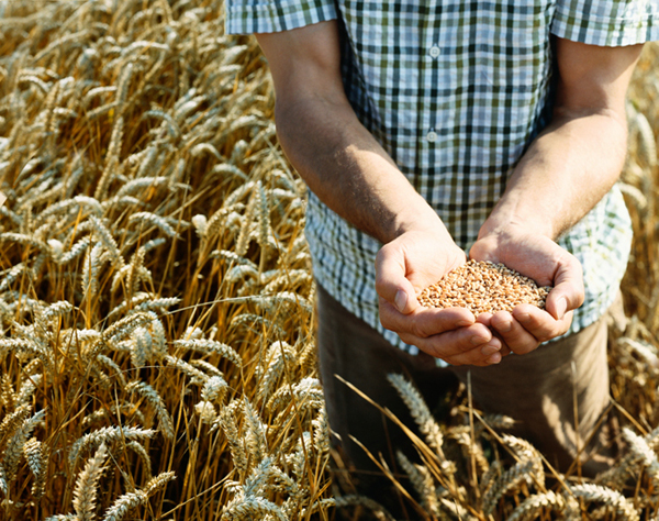 Man Standing in a Wheat Field Holding Wheat Grain in His Cupped Hands