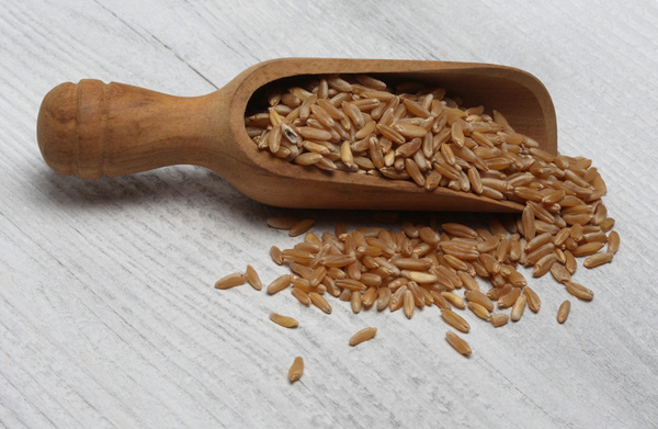 Ancient grain kamut, Khorasan wheat, Triticum turgidum ? polonicum