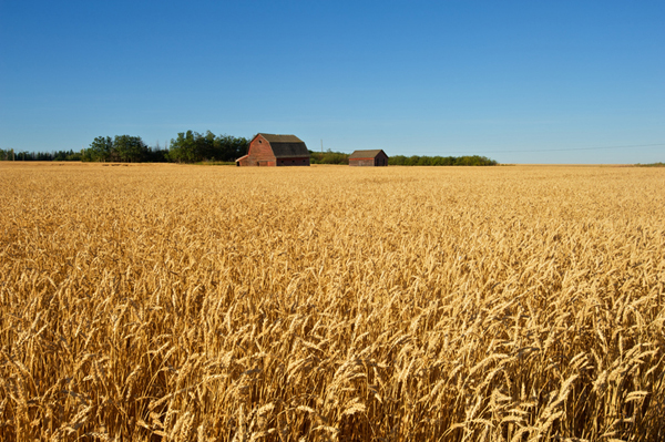 ripe wheat field and abandoned barns