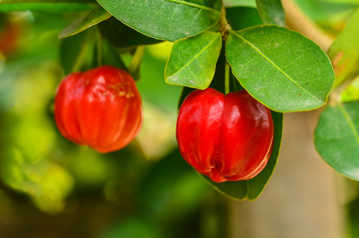 acerola